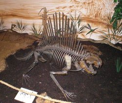 Dimetrodon Wallpaper