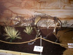 Sabre Toothed Cat Wallpaper