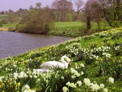 A swan and flowers at Leeds Castle in Kent. Wallpaper