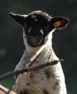 Lamb on the remains of the annual bonfire at Poynings, West Sussex