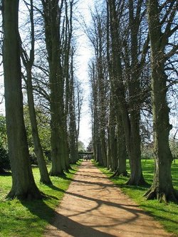 Vyne Tree Walk