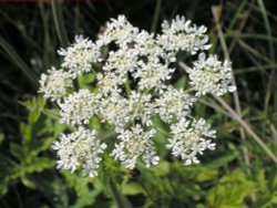 Found in Gisburn Forest, Hodder Valley, Lancashire