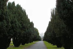 Avenue of Yews in Trowbridge Cemetery Wallpaper