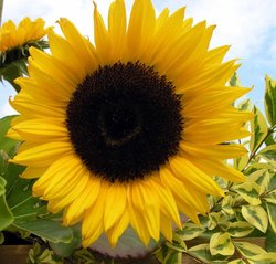 Stonyhurst Flower Show (2004), Hurst Green, Lancashire Wallpaper