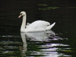 Swan & Cygnet. The Spring