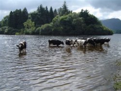 Cows cooling off in Derwentwater Wallpaper