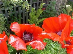 Giant Peonies Wallpaper