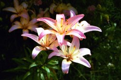 Hidcote Manor Garden Wallpaper