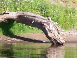River DEE Chester Wallpaper