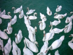 Just a few of the probable 150 pairs of swans on the river Arun Littlehampton 01/07/05 Wallpaper