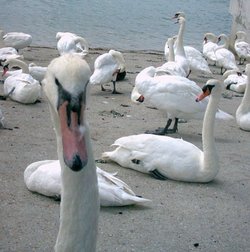 A picture of Littlehampton
