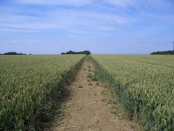 Field near Fiskerton, Lincolnshire.