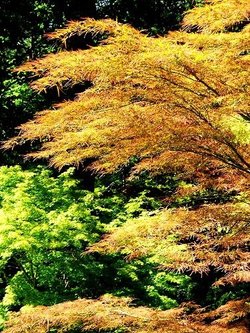 Gold at Exbury Gardens