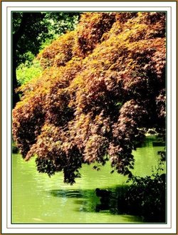 Natures colour at Exbury Gardens