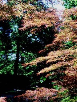 More colour in July
