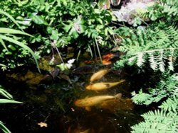 Fish in the Japanese garden Stapehill Wallpaper