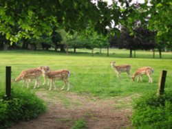 Deer at Wollaton Hall and Park, Nottingham, Nottinghamshire Wallpaper