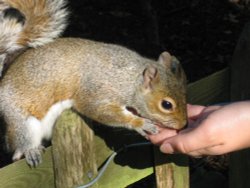A Grey Squirrel in Holland Park, London