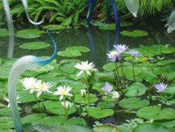 Kew Royal Botanical Gardens Wallpaper