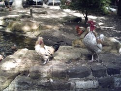 Chickens At Pets Cornere, Jesmond