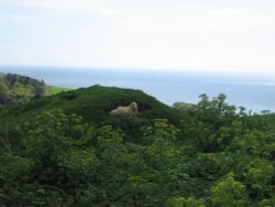 Abbotsbury, Dorset, England Wallpaper