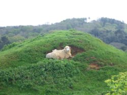 A sheep and its lamb sheltering in a hollow in a field near Abbotsbury, Dorset, England