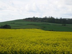 A picture of Abbotsbury Wallpaper