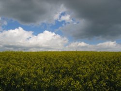 Dramatic clouds moving in over yellow rape. Near Abbotsbury, Dorset Wallpaper