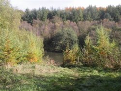 Autumn at Otterhead. The Blackdown hills in Somerset Wallpaper