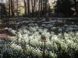 Snowdrops. The Blackdown hills in Somerset Wallpaper