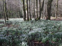 Snowdrops at Otterhead. The Blackdown hills in the county of Somerset, England