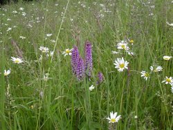 Wild Orchid. The Blackdown hills in the county of Somerset, England