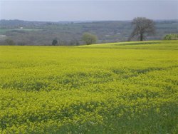 Yellow field. Somerset, England Wallpaper