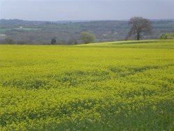 Yellow field. Somerset, England