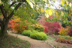 Winkworth Arboretum, near Godalming, Surrey Wallpaper