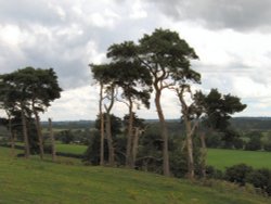 View of the Staffordshire countryside with a grove of Scotts Pines in the foreground.