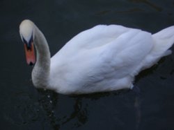 A picture of Lincoln Wallpaper