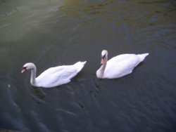 Witham swans, below Lincoln Glory Hole. Wallpaper