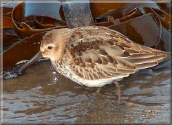Runswick Bay North East Yorkshire, 11th Sept 2005.(late afternoon) Wallpaper