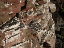 Nesting Birds on St Bees Head, Cumbria Wallpaper