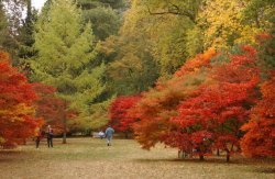 Magnificent Autumn colours at Westonbirt Arboretum, Gloucestershire Wallpaper
