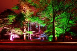 Christmas at Westonbirt Arboretum Wallpaper