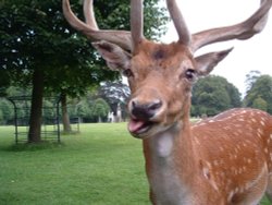 A picture of Dunham Massey Wallpaper
