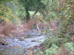 Grey Heron. Taken from ford by Lorna Doon Farm, Exmoor Wallpaper