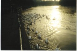 Swans on the Severn, Worcester in the evening Wallpaper
