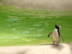 Penguin, London Zoo Wallpaper