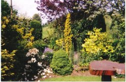 Another pic of Dad's garden at
Strawberry Cottage, Newnham Bridge, nr Tenbury Wallpaper