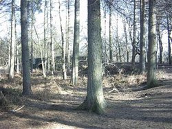 Delamere Forest, Nr Tarporley, Cheshire Wallpaper