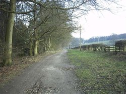 Delamere Forest, Nr Tarporley, Cheshire Wallpaper