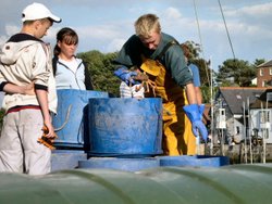 Crab catch, Weymouth, Dorset